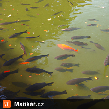 Matematická úloha – Ryby v rybníku